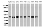 C-Jun Antibody in Western Blot (WB)