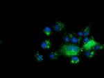 C10orf82 Antibody in Immunocytochemistry (ICC/IF)