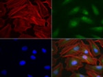 RTRAF Antibody in Immunocytochemistry (ICC/IF)