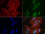 RTRAF Antibody in Immunocytochemistry (ICC/IF)