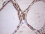 C14orf166 Antibody in Immunohistochemistry (Paraffin) (IHC (P))