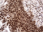 C14orf166 Antibody in Immunohistochemistry (Paraffin) (IHC (P))