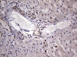 C14orf166 Antibody in Immunohistochemistry (Paraffin) (IHC (P))