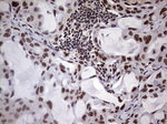 RTRAF Antibody in Immunohistochemistry (Paraffin) (IHC (P))