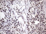 C14orf166 Antibody in Immunohistochemistry (Paraffin) (IHC (P))