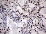 C14orf166 Antibody in Immunohistochemistry (Paraffin) (IHC (P))