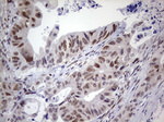 RTRAF Antibody in Immunohistochemistry (Paraffin) (IHC (P))