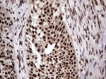 RTRAF Antibody in Immunohistochemistry (Paraffin) (IHC (P))