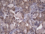 RTRAF Antibody in Immunohistochemistry (Paraffin) (IHC (P))