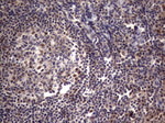 C14orf166 Antibody in Immunohistochemistry (Paraffin) (IHC (P))