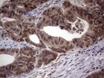 RTRAF Antibody in Immunohistochemistry (Paraffin) (IHC (P))