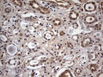 RTRAF Antibody in Immunohistochemistry (Paraffin) (IHC (P))