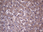 RTRAF Antibody in Immunohistochemistry (Paraffin) (IHC (P))