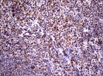 RTRAF Antibody in Immunohistochemistry (Paraffin) (IHC (P))