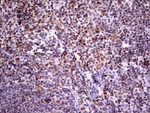 RTRAF Antibody in Immunohistochemistry (Paraffin) (IHC (P))