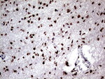 RTRAF Antibody in Immunohistochemistry (Paraffin) (IHC (P))