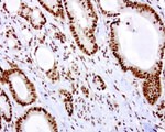 RTRAF Antibody in Immunohistochemistry (Paraffin) (IHC (P))