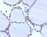 RTRAF Antibody in Immunohistochemistry (Paraffin) (IHC (P))