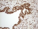 RTRAF Antibody in Immunohistochemistry (Paraffin) (IHC (P))