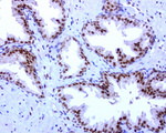 RTRAF Antibody in Immunohistochemistry (Paraffin) (IHC (P))