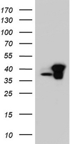 RTRAF Antibody in Western Blot (WB)