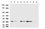 RTRAF Antibody in Western Blot (WB)