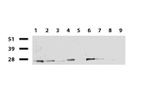 RTRAF Antibody in Western Blot (WB)