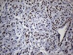 C14orf80 Antibody in Immunohistochemistry (Paraffin) (IHC (P))