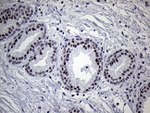 C14orf80 Antibody in Immunohistochemistry (Paraffin) (IHC (P))