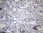 C14orf80 Antibody in Immunohistochemistry (Paraffin) (IHC (P))