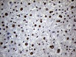 C14orf80 Antibody in Immunohistochemistry (Paraffin) (IHC (P))