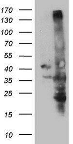 C16orf57 Antibody in Western Blot (WB)