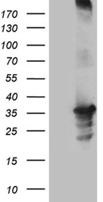 C16orf57 Antibody in Western Blot (WB)