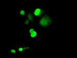 C16orf72 Antibody in Immunocytochemistry (ICC/IF)