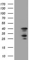 C16orf72 Antibody in Western Blot (WB)