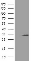 C16orf72 Antibody in Western Blot (WB)