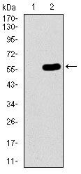 C17orf53 Antibody in Western Blot (WB)