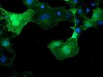 C17orf37 Antibody in Immunocytochemistry (ICC/IF)