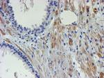 C17orf37 Antibody in Immunohistochemistry (Paraffin) (IHC (P))