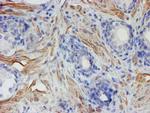 C17orf37 Antibody in Immunohistochemistry (Paraffin) (IHC (P))