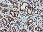 C17orf37 Antibody in Immunohistochemistry (Paraffin) (IHC (P))