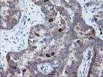 C17orf37 Antibody in Immunohistochemistry (Paraffin) (IHC (P))