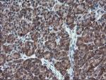 C17orf37 Antibody in Immunohistochemistry (Paraffin) (IHC (P))