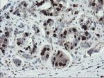 C17orf37 Antibody in Immunohistochemistry (Paraffin) (IHC (P))