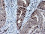 C17orf37 Antibody in Immunohistochemistry (Paraffin) (IHC (P))