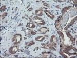 C17orf37 Antibody in Immunohistochemistry (Paraffin) (IHC (P))