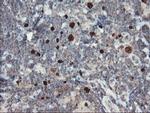 C17orf37 Antibody in Immunohistochemistry (Paraffin) (IHC (P))