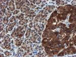 C17orf37 Antibody in Immunohistochemistry (Paraffin) (IHC (P))