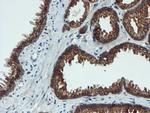 C17orf37 Antibody in Immunohistochemistry (Paraffin) (IHC (P))