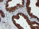 C17orf37 Antibody in Immunohistochemistry (Paraffin) (IHC (P))